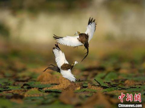广东举办四十一届“鸟节”暨“爱鸟周”活动 启动观鸟手绘地图大赛